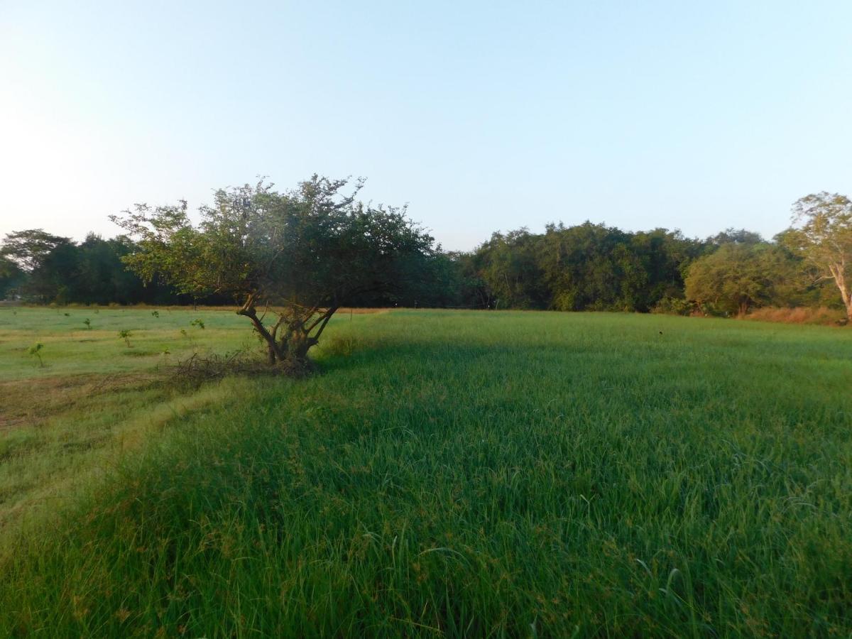 Kayjay Wild Wilpattu Hotel Kültér fotó